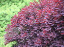Cotinus coggygria
